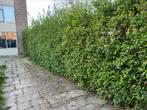 Tuinman aangeboden, Nieuw, Ophalen of Verzenden, 10 m² of meer, Beton