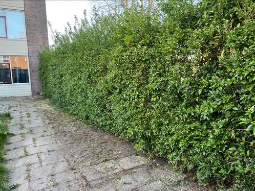 Tuinman aangeboden, Tuin en Terras, Tegels en Klinkers, Nieuw, Terrastegels, Beton, 10 m² of meer, Ophalen of Verzenden