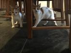 Kittens te koop/VERKOCHT!!!, Dieren en Toebehoren, Meerdere dieren, Gechipt, 0 tot 2 jaar