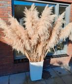 XXL Pampas pluimen, Huis en Inrichting, Ophalen of Verzenden, Zo goed als nieuw