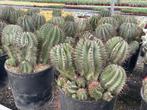 Cactus Euphorbia Horrida potmaat 25 cm Odo, Minder dan 100 cm, Bloeiende kamerplant, Halfschaduw, Ophalen of Verzenden