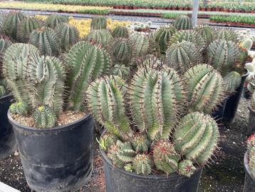 Cactus Euphorbia Horrida potmaat 25 cm Odo beschikbaar voor biedingen