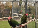 Pyrrhura's, Dieren en Toebehoren, Meerdere dieren, Parkiet, Geringd