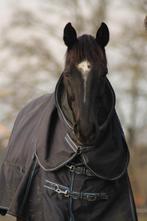 Ruin (18) zoekt rustig thuis als gezelschaps- of weidemaatje, Weidegang