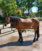 Lease Pony Aangeboden 2 dagen per week, Dieren en Toebehoren, Paarden en Pony's | Overige Paardenspullen, Ophalen of Verzenden