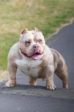 American Bully pups en dekreu, Dieren en Toebehoren, Honden | Bulldogs, Pinschers en Molossers, Rabiës (hondsdolheid), 8 tot 15 weken