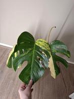Monstera Aurea Variegata Stek, Huis en Inrichting, Kamerplanten, Ophalen of Verzenden, Halfschaduw, Minder dan 100 cm