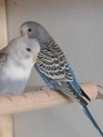 Jong koppel zie omschrijving split Bf x Bf, Dieren en Toebehoren, Vogels | Parkieten en Papegaaien, Meerdere dieren, Parkiet, Geringd