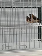 Leuk koppeltje Japanse meeuwtjes, Meerdere dieren, Tropenvogel