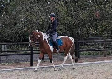Hele brave leuke lieve E pony ruin! beschikbaar voor biedingen