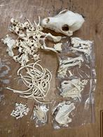Skelet / jackrussellterriër, Ophalen of Verzenden, Nieuw, Hond of Kat, Schedel