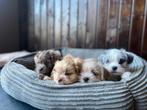 Leuke boomer pups, Dieren en Toebehoren, Honden | Chihuahua's en Gezelschapshonden, Overige rassen, CDV (hondenziekte), 8 tot 15 weken