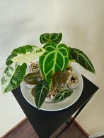 Baby plantjes🌱, Ophalen of Verzenden, Overige soorten, Minder dan 100 cm
