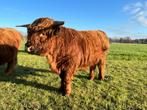 Schotse hooglander stier, Mannelijk, 0 tot 2 jaar