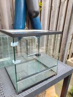 Terrarium 40x40x42 glas, Dieren en Toebehoren, Reptielen en Amfibieën | Toebehoren, Ophalen, Gebruikt, Terrarium of Paludarium