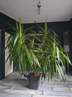 Grote Yucca plant - Eyecatcher voor je interieur!, 100 tot 150 cm, In pot, Yucca, Groene kamerplant