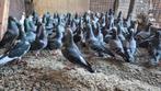 Te koop postduiven, Dieren en Toebehoren, Meerdere dieren, Overige soorten