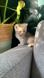 Britse korthaar kittens Silver tabby nog 1 beschikbaar, Meerdere dieren, Gechipt, 0 tot 2 jaar