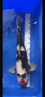 Tancho Showa 3 jarig 60 cm, Dieren en Toebehoren, Karper of Koi