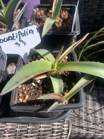Agave Ovatifolia beschikbaar voor biedingen