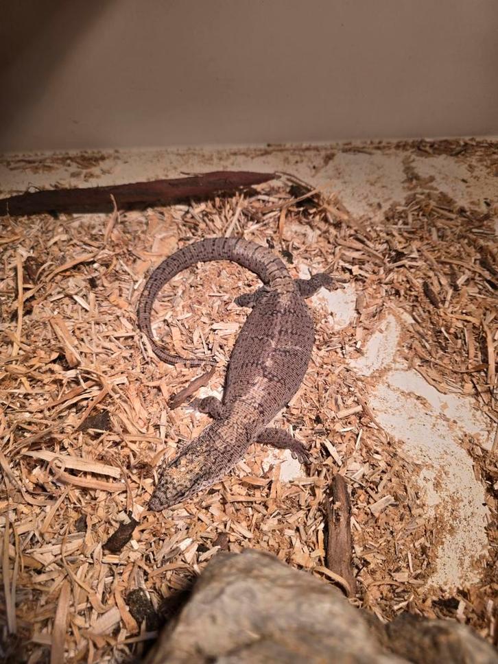 Varanus gileni man, Dieren en Toebehoren, Reptielen en Amfibieën, Hagedis, 3 tot 6 jaar, Tam
