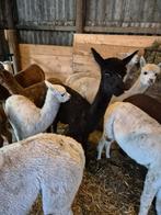 Zwarte alpaca merrie met wit  merrieveulen., Augustus, Vrouwelijk