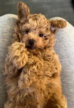 Toy poedel pup nog een reutje beschikbaar mag al verhuizen, CDV (hondenziekte), Particulier, 8 tot 15 weken, Reu