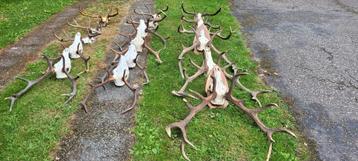 Gewei edelhert geweien jacht jagen Veluwe wild  beschikbaar voor biedingen