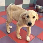 ACE: Elano, bij wie vindt hij nu een veilige thuishaven?, Dieren en Toebehoren, Honden | Niet-rashonden, Particulier, Reu, 8 tot 15 weken