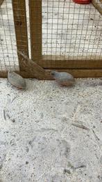 Chinese Kwartels 1-1, Dieren en Toebehoren, Meerdere dieren, Tropenvogel