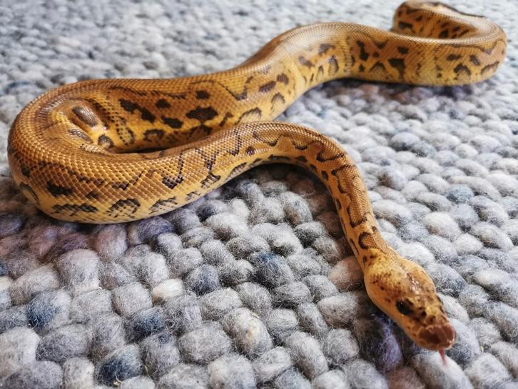 1.0 Clown Pastel Koningspython Ball Python - male for sale from Philipse