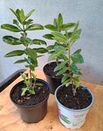 Te koop hebe planten, Ophalen
