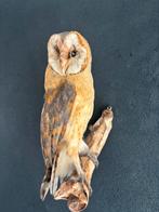 Opgezette kerkuil., Verzamelen, Dierenverzamelingen, Ophalen of Verzenden, Nieuw, Vogel, Opgezet dier