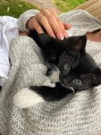 Mooie, lieve kiitens, Dieren en Toebehoren, Katten en Kittens | Overige Katten, Kater, Kortharig, 0 tot 2 jaar