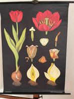 Schoolplaat van de Tulp door Jung-Koch-Quentell, Antiek en Kunst, Ophalen of Verzenden, Natuur en Biologie