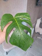 Monstera Aurea Variegata, Huis en Inrichting, Kamerplanten, Ophalen of Verzenden, Overige soorten, Minder dan 100 cm