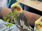 Valkparkieten, Dieren en Toebehoren, Vogels | Parkieten en Papegaaien, Meerdere dieren, Parkiet