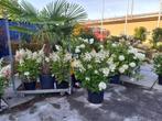 mooie grote pluimhortensia, o.a. Pinky winky, Ophalen, Zomer, Overige soorten, Halfschaduw