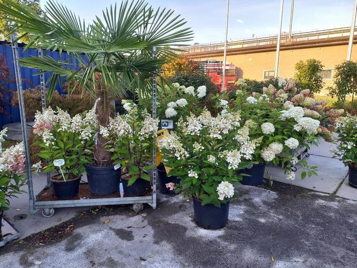 mooie grote pluimhortensia, o.a. Pinky winky, Tuin en Terras, Planten | Tuinplanten, Overige soorten, Halfschaduw, Zomer, Ophalen
