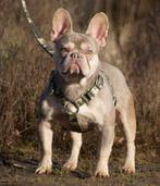 Franse bulldog dekreu Isabella and Tan, langere neus, getest, Dieren en Toebehoren, Honden | Dekreuen, Rabiës (hondsdolheid), Meerdere