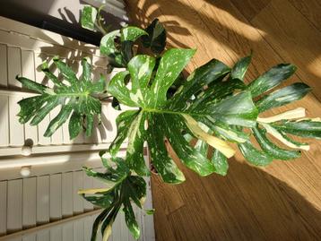 monstera thai constellastion beschikbaar voor biedingen