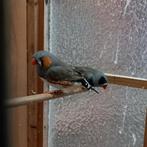 Split charcoal zebravinken, Dieren en Toebehoren, Vrouwelijk, Tropenvogel, Geringd
