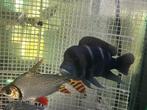 Frontosa groep, Dieren en Toebehoren, Vissen | Aquariumvissen, Vis