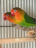 2 agapornissen, Dieren en Toebehoren, Geslacht onbekend, Dwergpapegaai of Agapornis