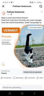 *VERMIST* Poesie, wie kan ons helpen! 💰Beloning💰, Dieren en Toebehoren, Vermiste en Gevonden Dieren, Kat