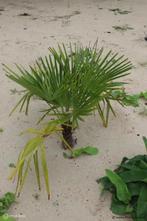 Online Veiling: Palmboom/plant - 50x50cm, Tuin en Terras, Planten | Bomen