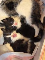Half ragdoll, Dieren en Toebehoren, Poes