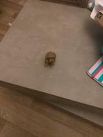 Schattig Poedel Beeldje, Ophalen, Zo goed als nieuw, Overige materialen, Dierenbeeld