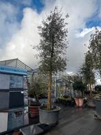 Steeneik in pot - stam omtrek 50cm - €1295, Tuin en Terras, Bloeit niet, Overige soorten, 250 tot 400 cm, Ophalen