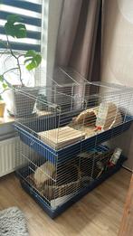 3 cavia beren, Dieren en Toebehoren, Kooi, Zo goed als nieuw, Cavia, Ophalen